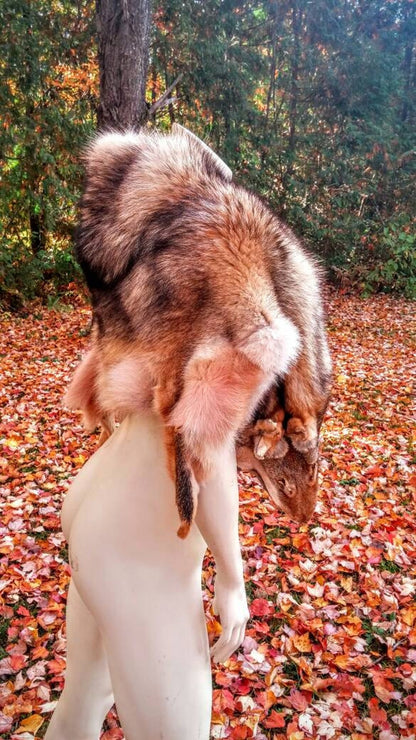 Coyote Pelt Capelet